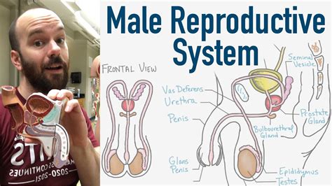 3d penis model|Interactive Guide to the Male Reproductive System .